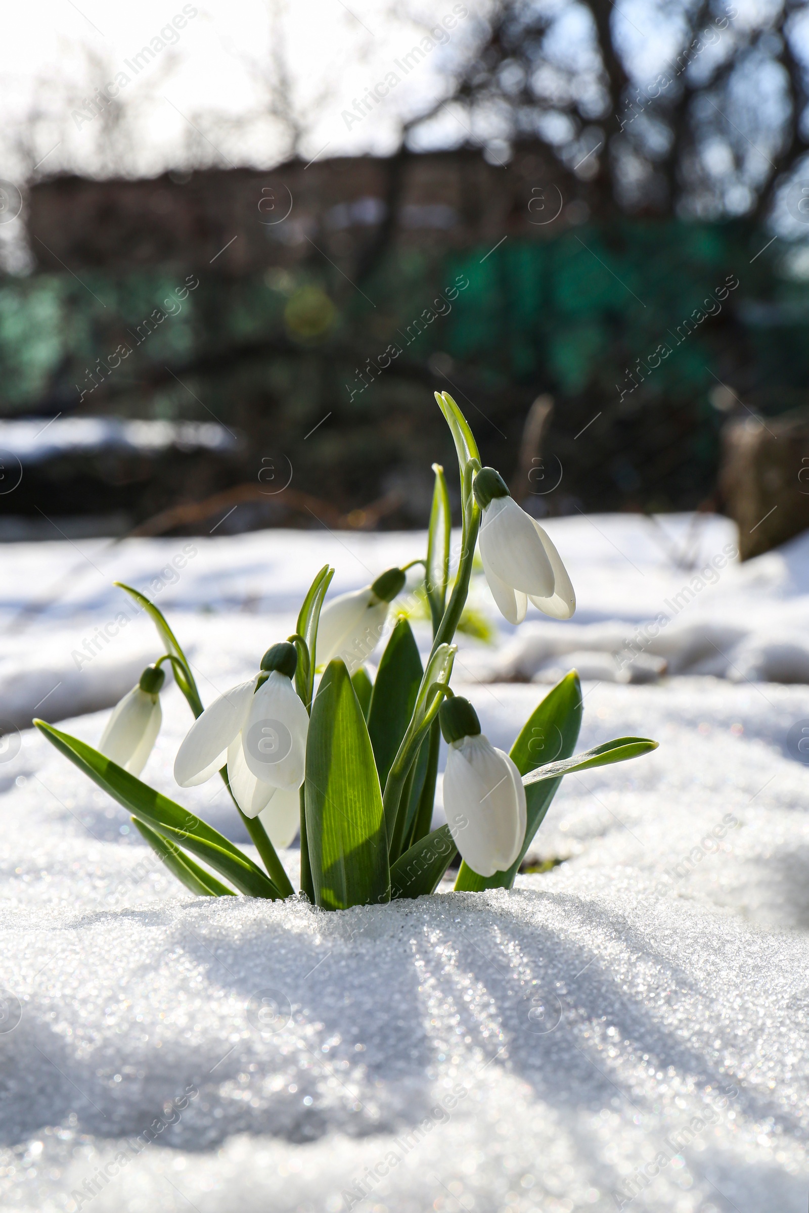 Photo of Beautiful blooming snowdrops growing in snow outdoors. Spring flowers