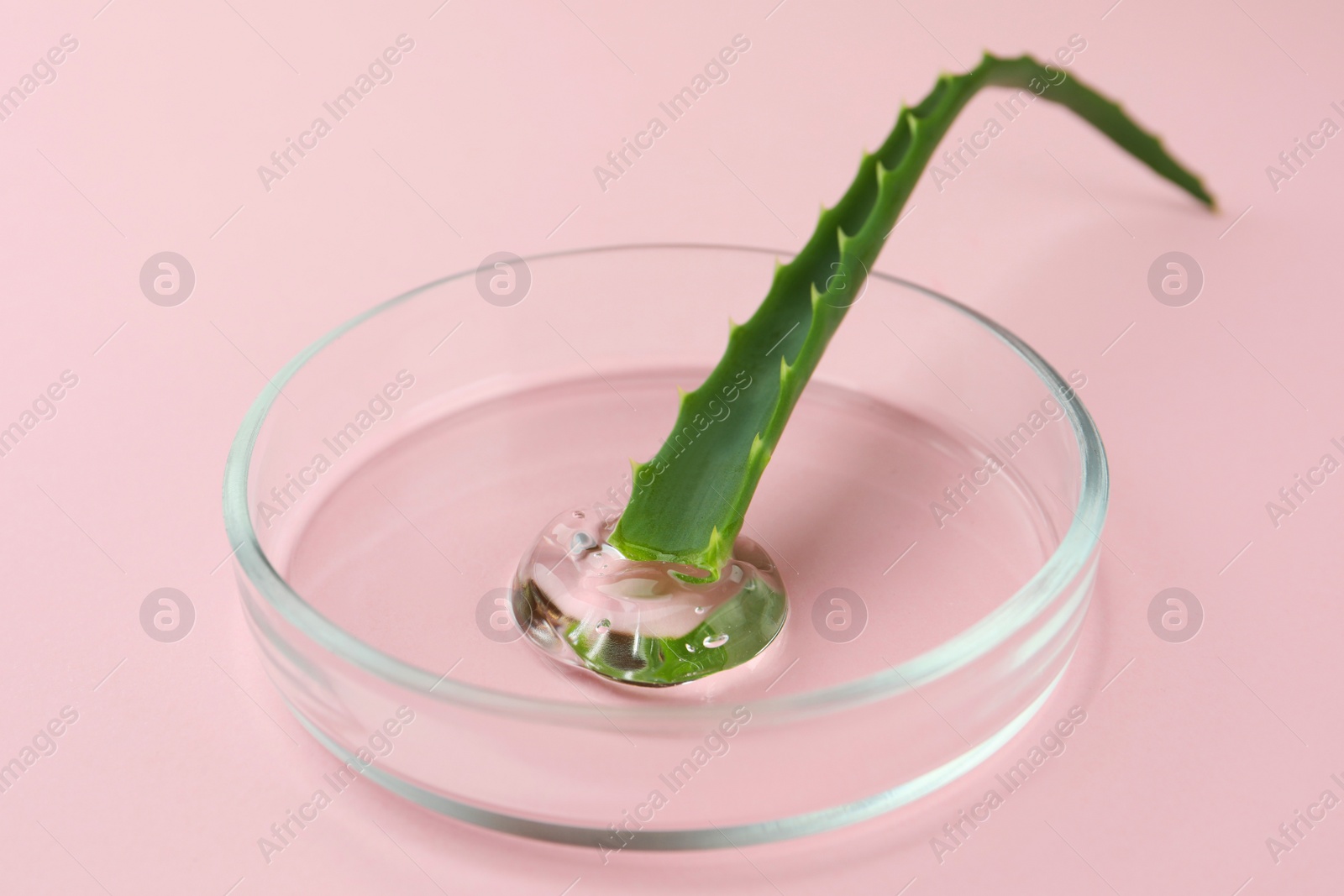 Photo of Petri dish with aloe plant and cosmetic product on pink background