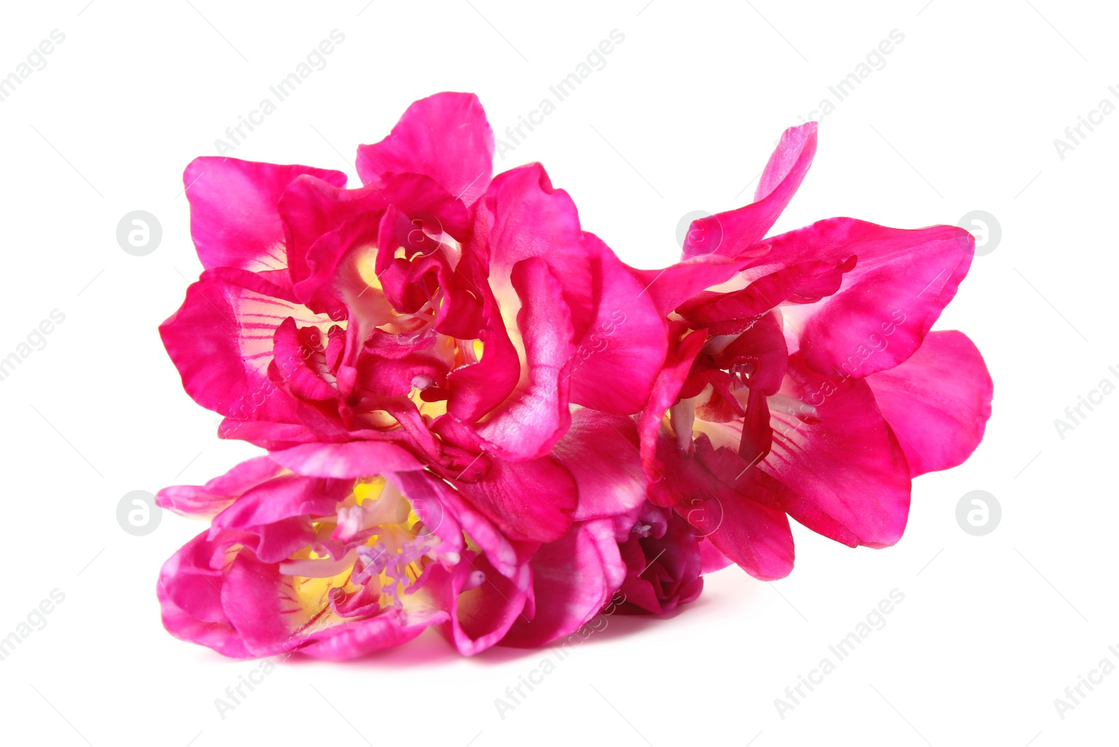 Photo of Beautiful spring freesia flowers isolated on white