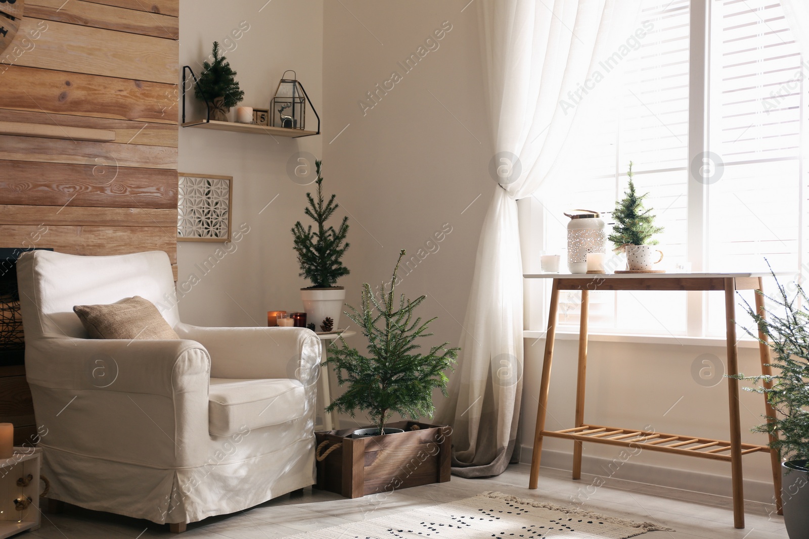 Photo of Potted fir trees in living room. Christmas interior design