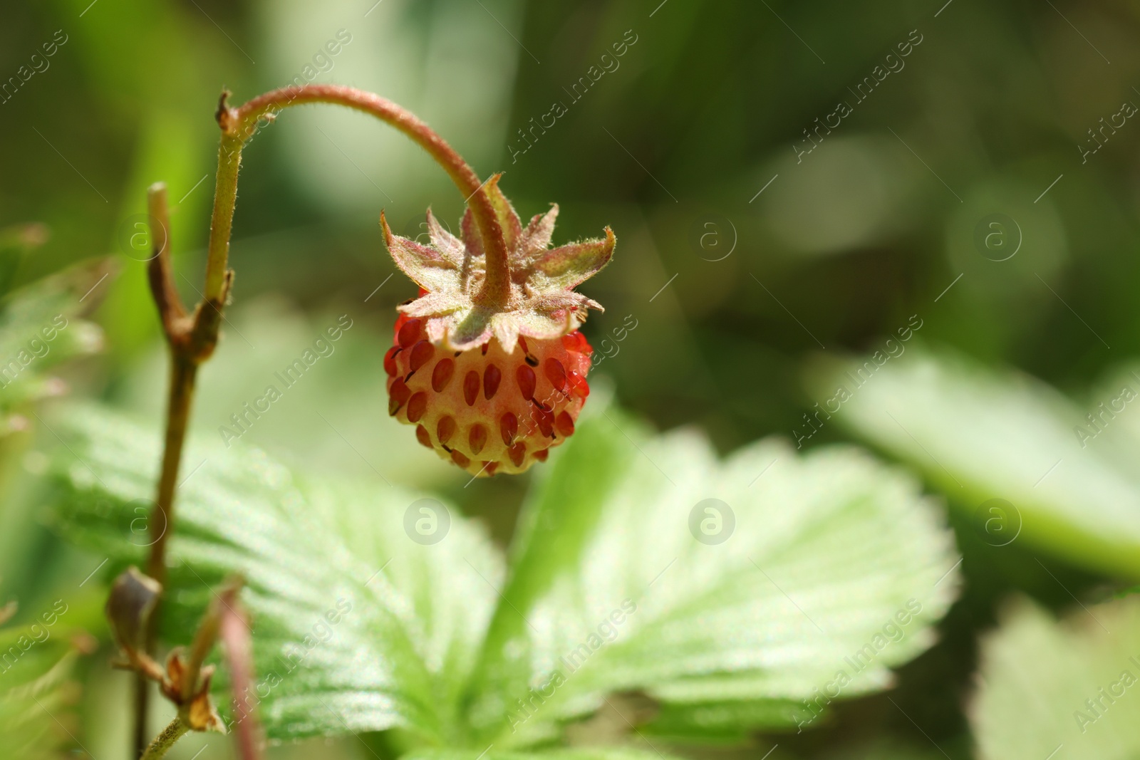 Photo of One small wild strawberry growing outdoors. Space for text