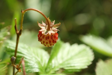 One small wild strawberry growing outdoors. Space for text