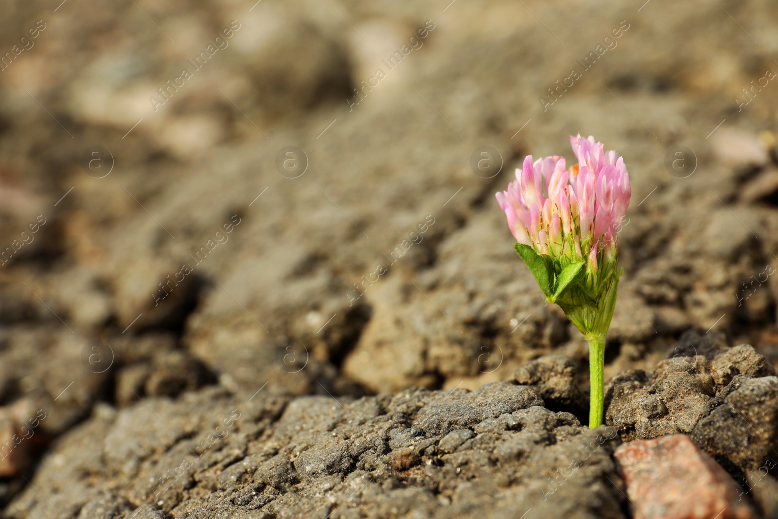 Photo of Beautiful flower growing in dry soil, space for text. Hope concept