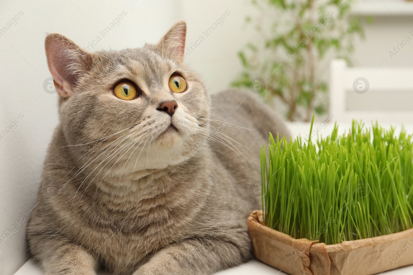 Photo of Cute cat near fresh green grass on white table indoors