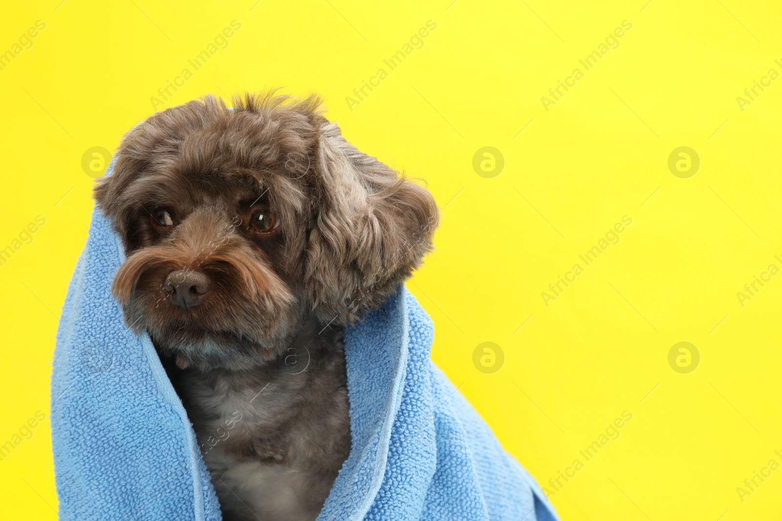 Photo of Cute Maltipoo dog wrapped in towel on yellow background, space for text. Lovely pet
