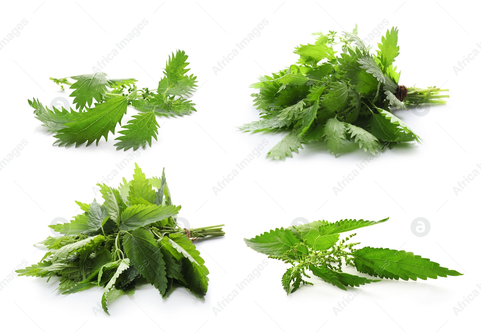 Image of Fresh stinging nettle plants on white background, collage