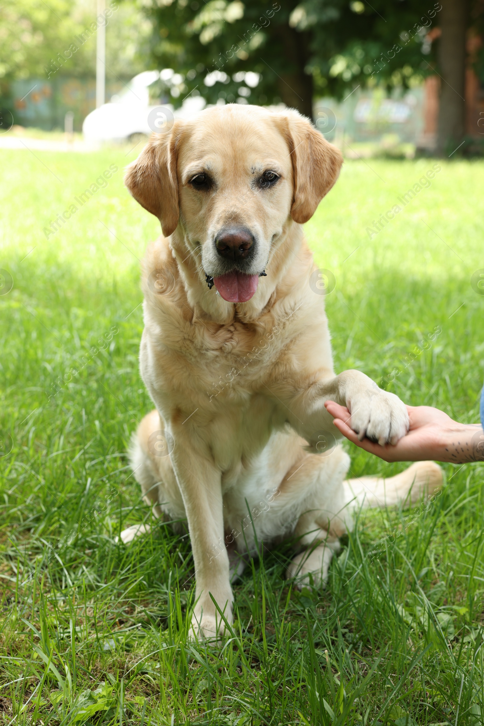 Photo of Cute Labrador Retriever dog giving paw to woman outdoors