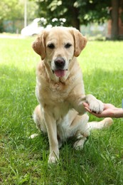 Photo of Cute Labrador Retriever dog giving paw to woman outdoors