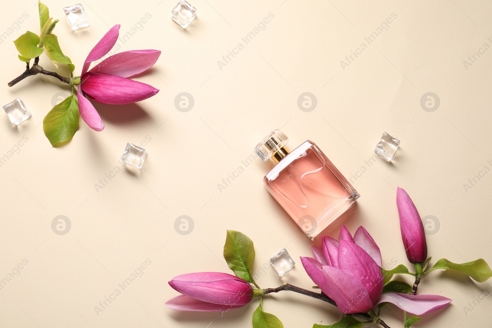 Photo of Beautiful pink magnolia flowers, bottle of perfume and ice cubes on beige background, flat lay