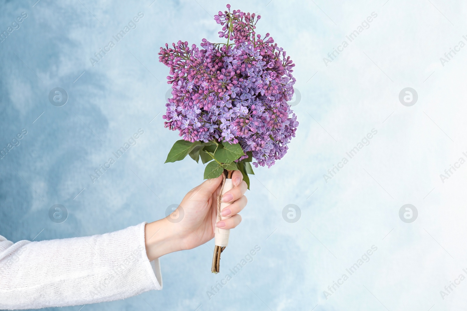 Photo of Young woman holding beautiful blossoming lilac on color background. Spring flowers