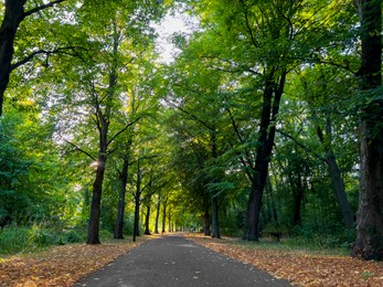 Photo of Beautiful landscape with pathway among tall trees in park