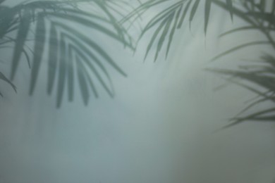Shadow of tropical plants on light background, space for text