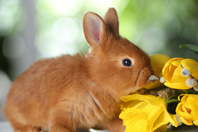 Adorable furry Easter bunny and flowers on blurred green background, closeup