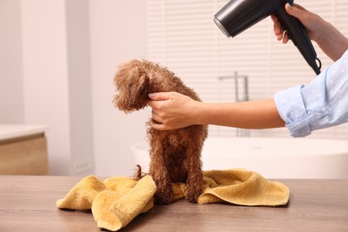 Woman drying fur of cute Maltipoo dog after washing in bathroom. Lovely pet