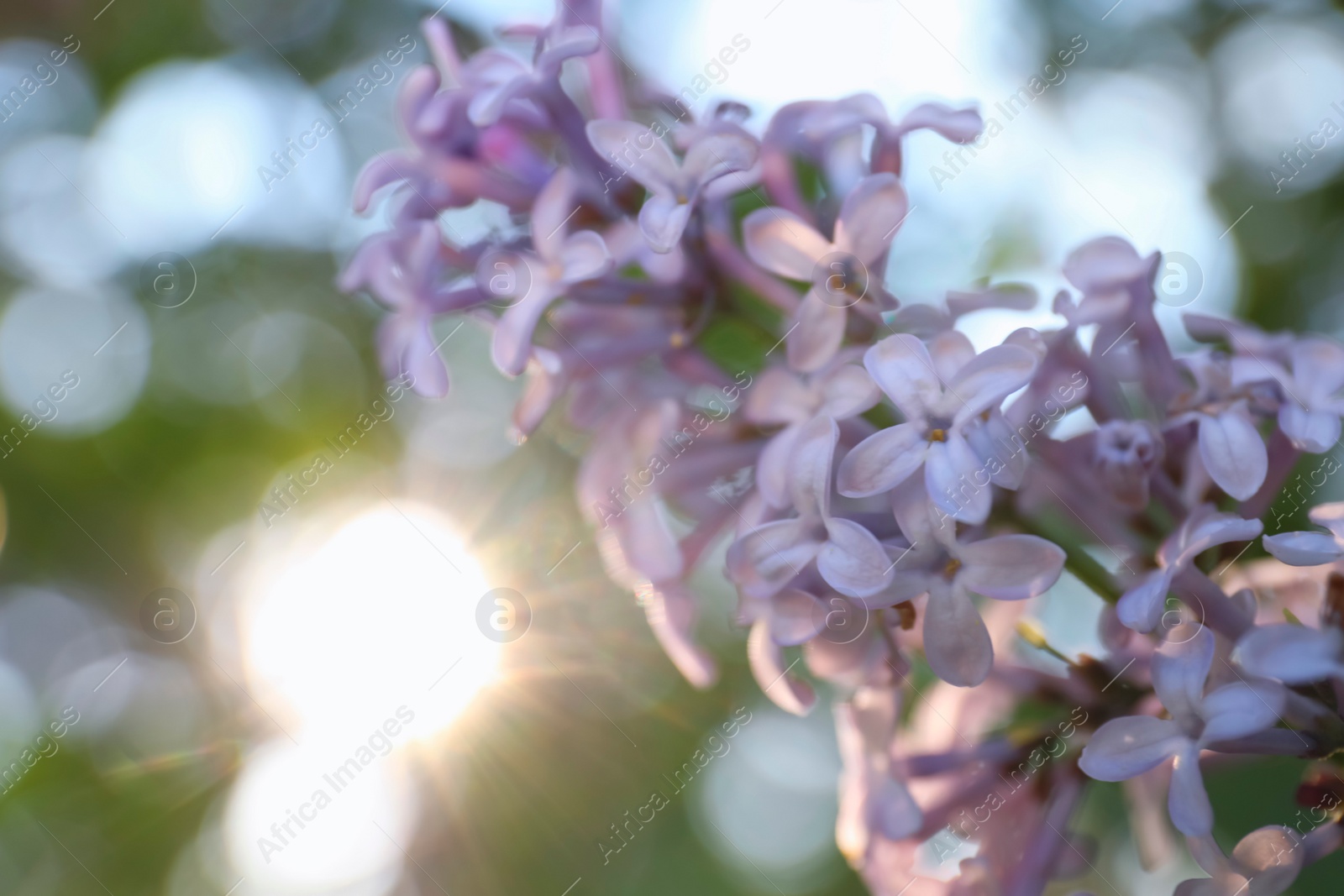 Photo of Closeup view of beautiful blossoming lilac shrub outdoors