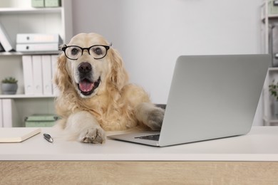 Photo of Cute retriever wearing glasses at table in office. Working atmosphere