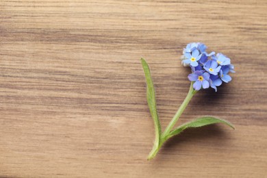 Photo of Beautiful blue Forget-me-not flower on wooden table, top view. Space for text