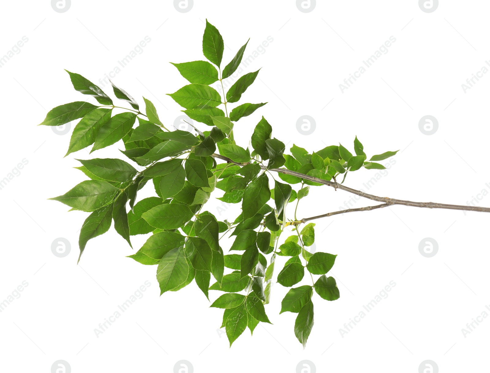 Photo of Beautiful tree branch with green leaves on white background