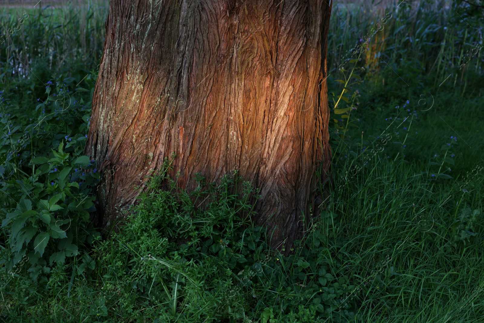 Photo of View of tree and beautiful green grass outdoors