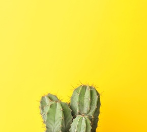 Beautiful cactus on color background