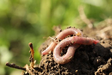 Photo of One worm crawling in wet soil on sunny day, closeup. Space for text