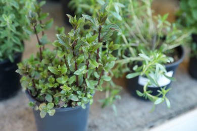 Photo of Beautiful potted bergamot mint on table, closeup. Space for text