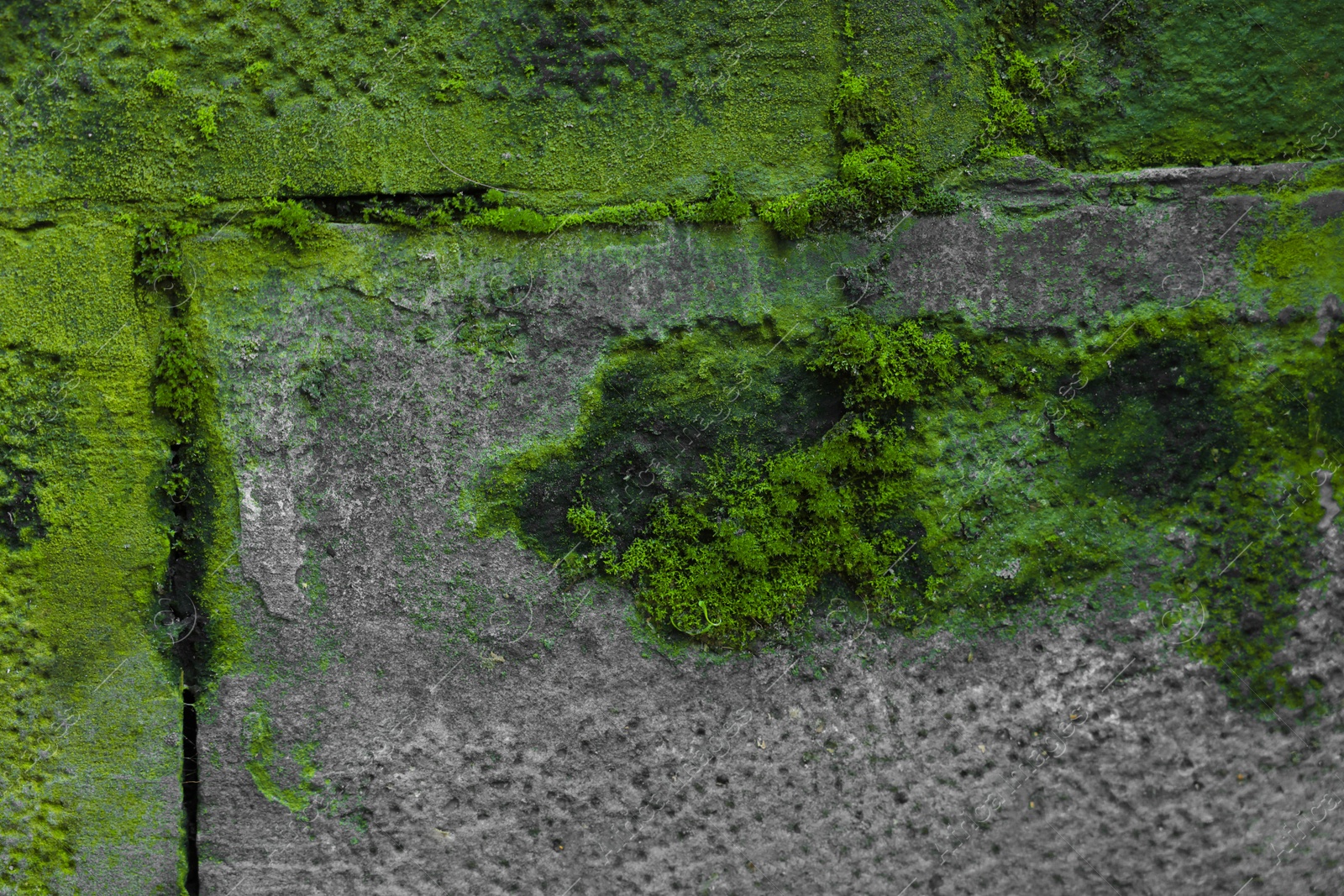 Photo of Old stone wall with green moss as background, closeup