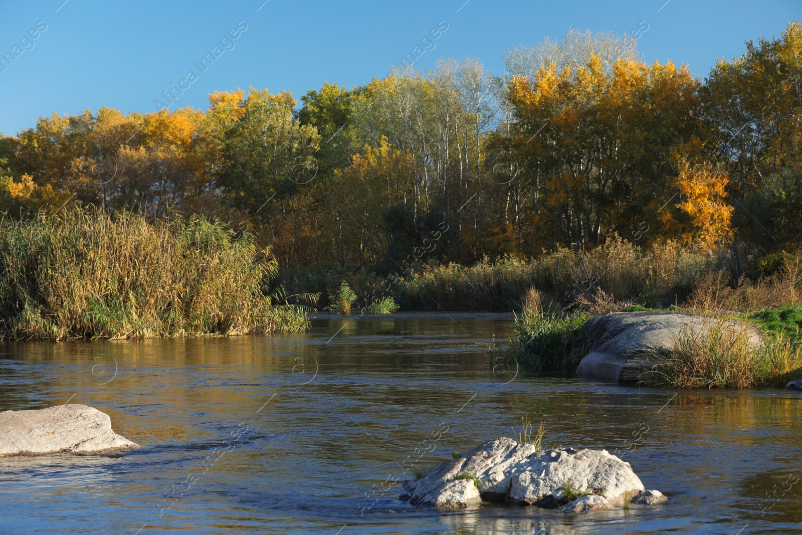 Photo of Picturesque view of autumn forest near pond