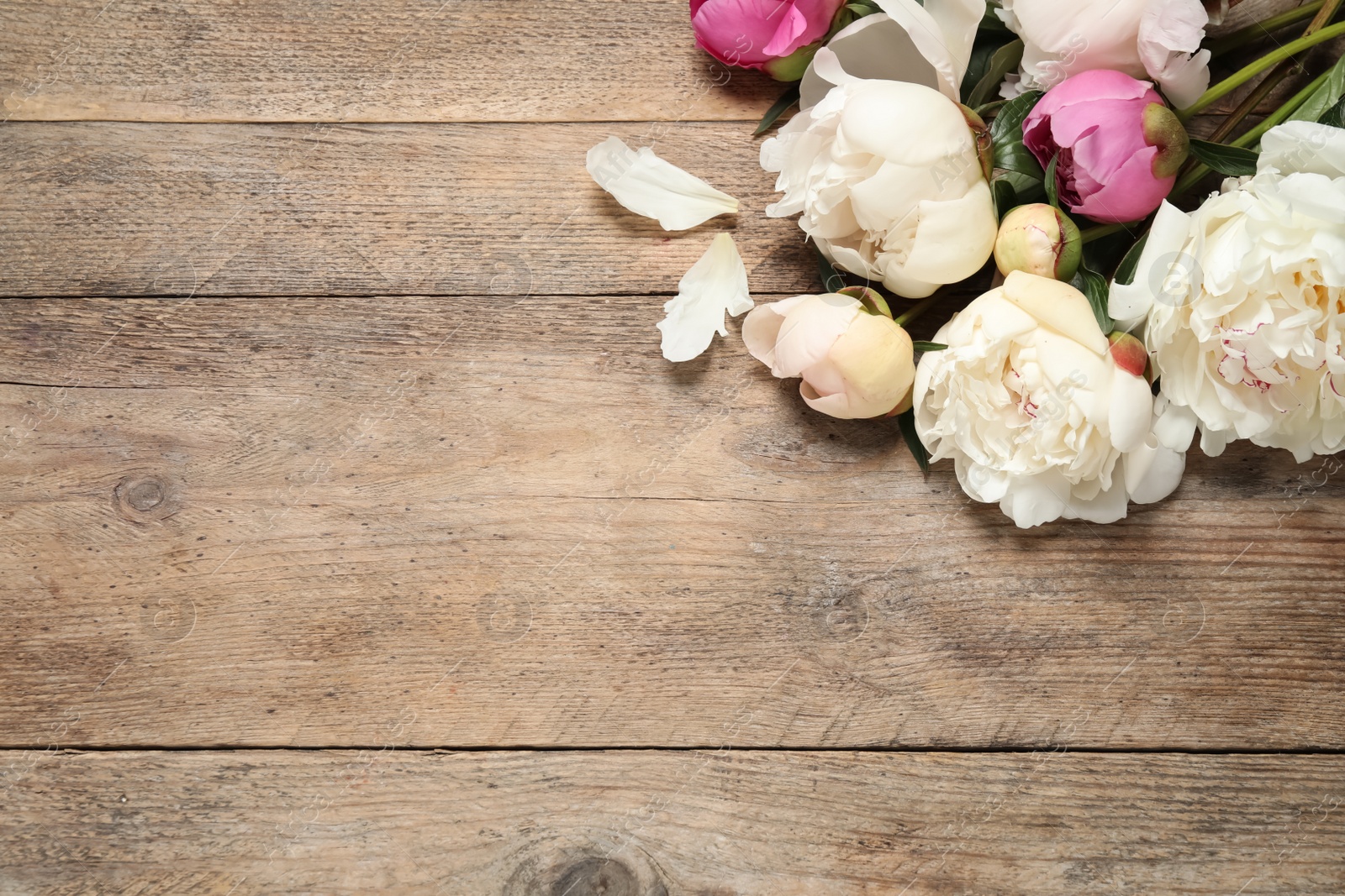 Photo of Beautiful peonies on wooden background, flat lay. Space for text