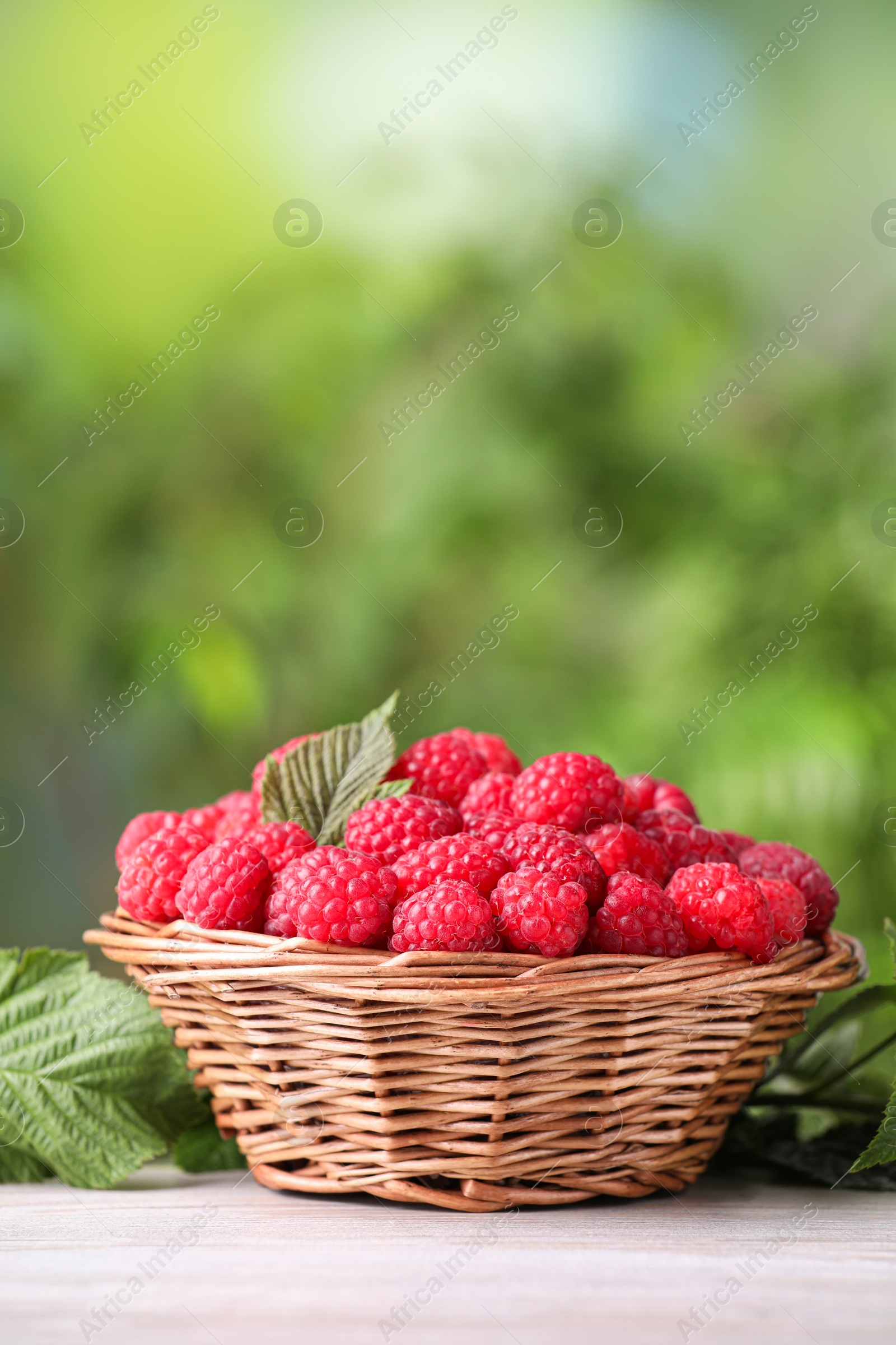 Photo of Wicker basket with tasty ripe raspberries and leaves on white wooden table against blurred green background, space for text