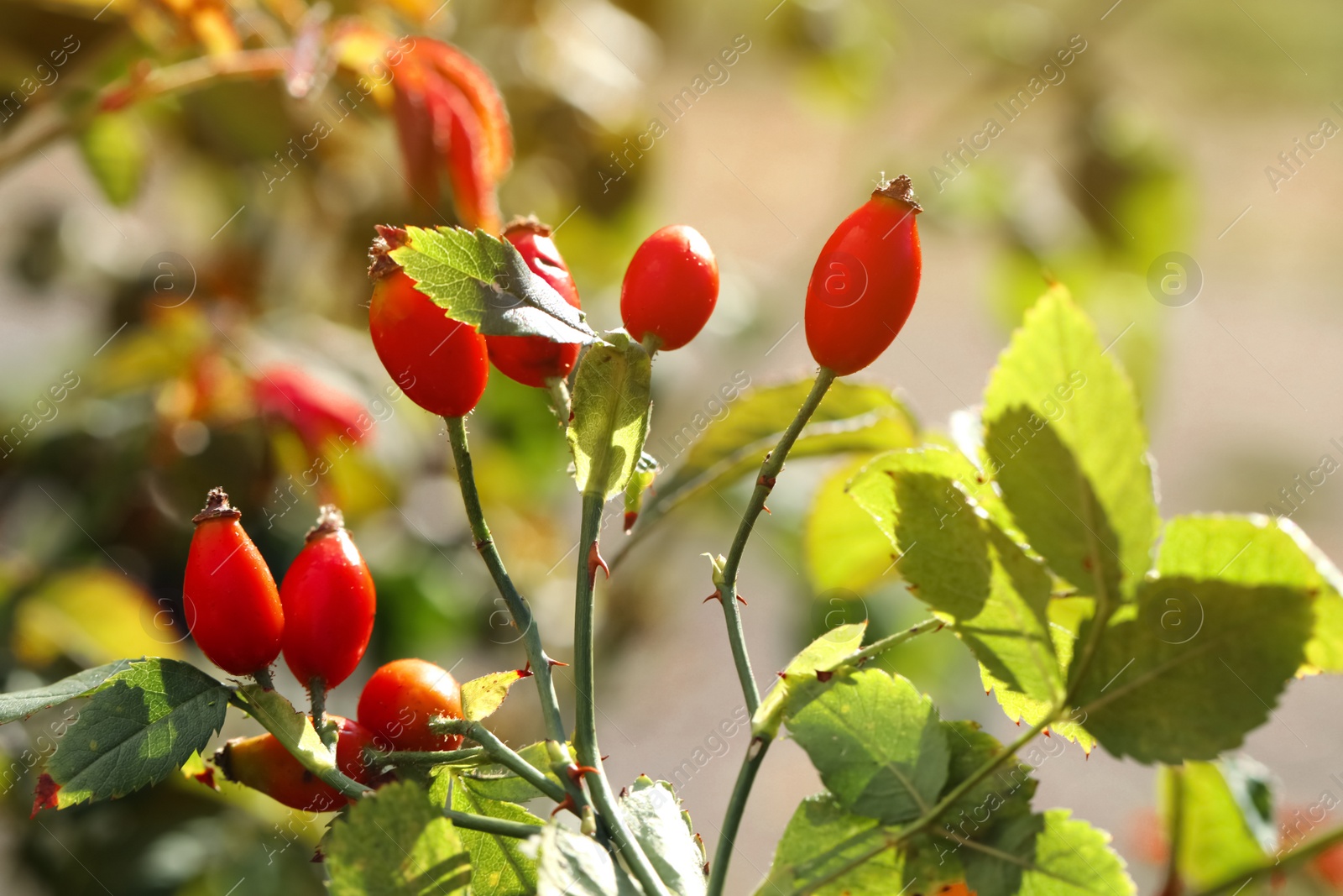 Photo of Rose hip bush with ripe red berries in garden, closeup