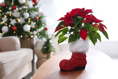 Beautiful poinsettia on wooden table in living room, space for text. Traditional Christmas flower