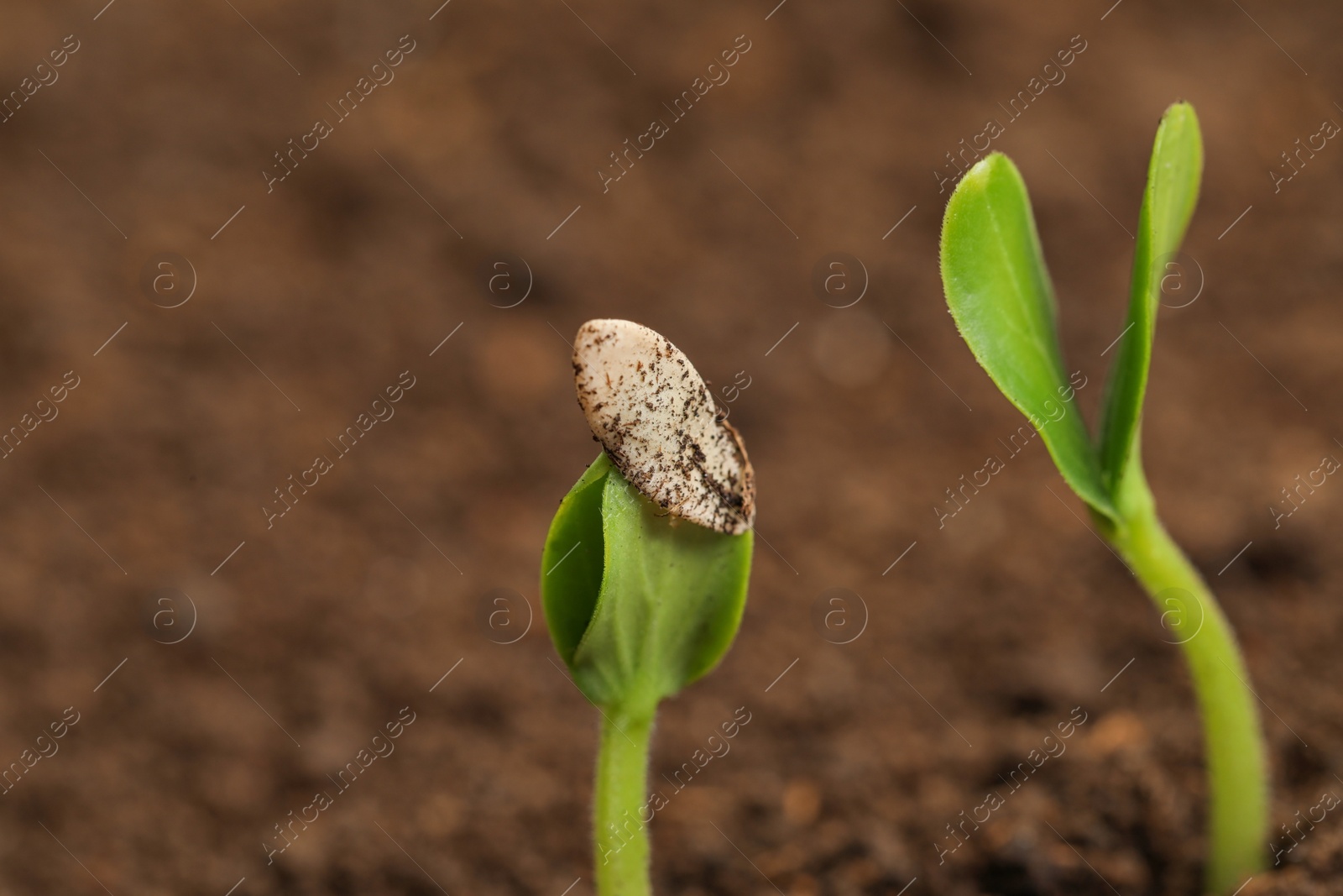 Photo of Little green seedlings growing in fertile soil, closeup