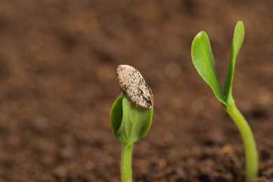 Photo of Little green seedlings growing in fertile soil, closeup