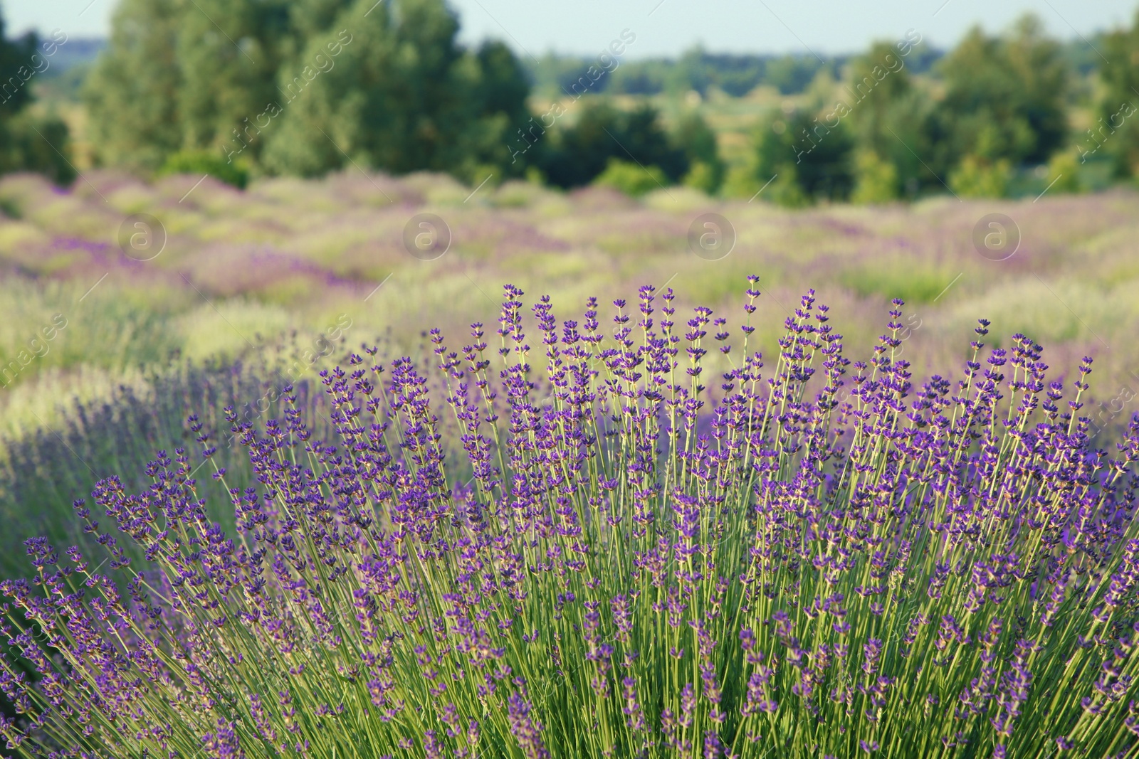 Photo of Beautiful view of blooming lavender growing in field