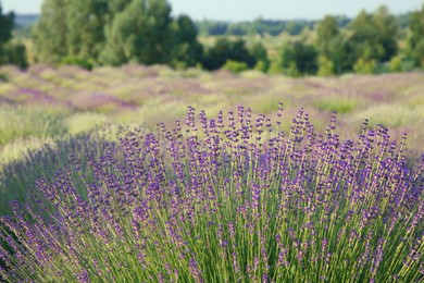 Beautiful view of blooming lavender growing in field