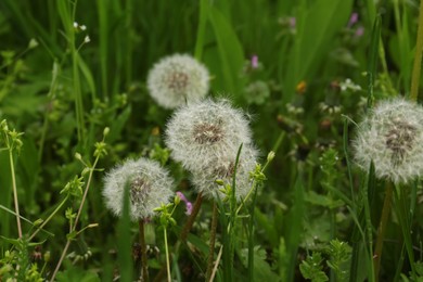 Photo of Beautiful fluffy dandelions in bright green grass