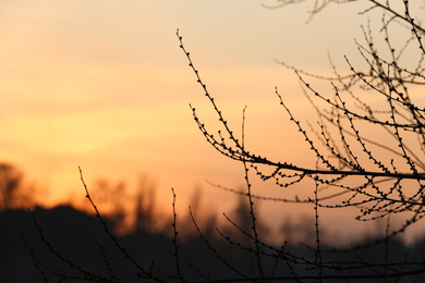 Photo of Closeup view of tree silhouette against sunset sky