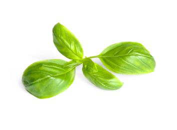 Fresh green basil leaves isolated on white