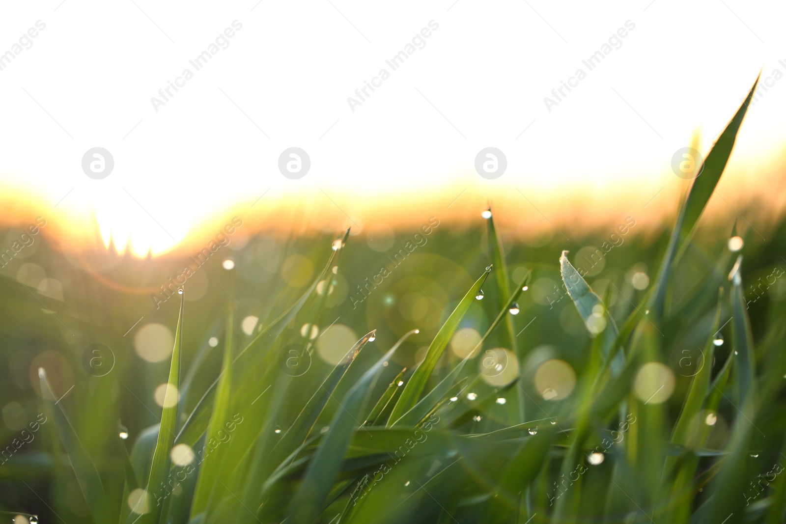 Photo of Young green grass with dew drops on spring morning, closeup