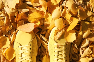 Photo of Sneakers on ground covered with fallen autumn leaves, top view
