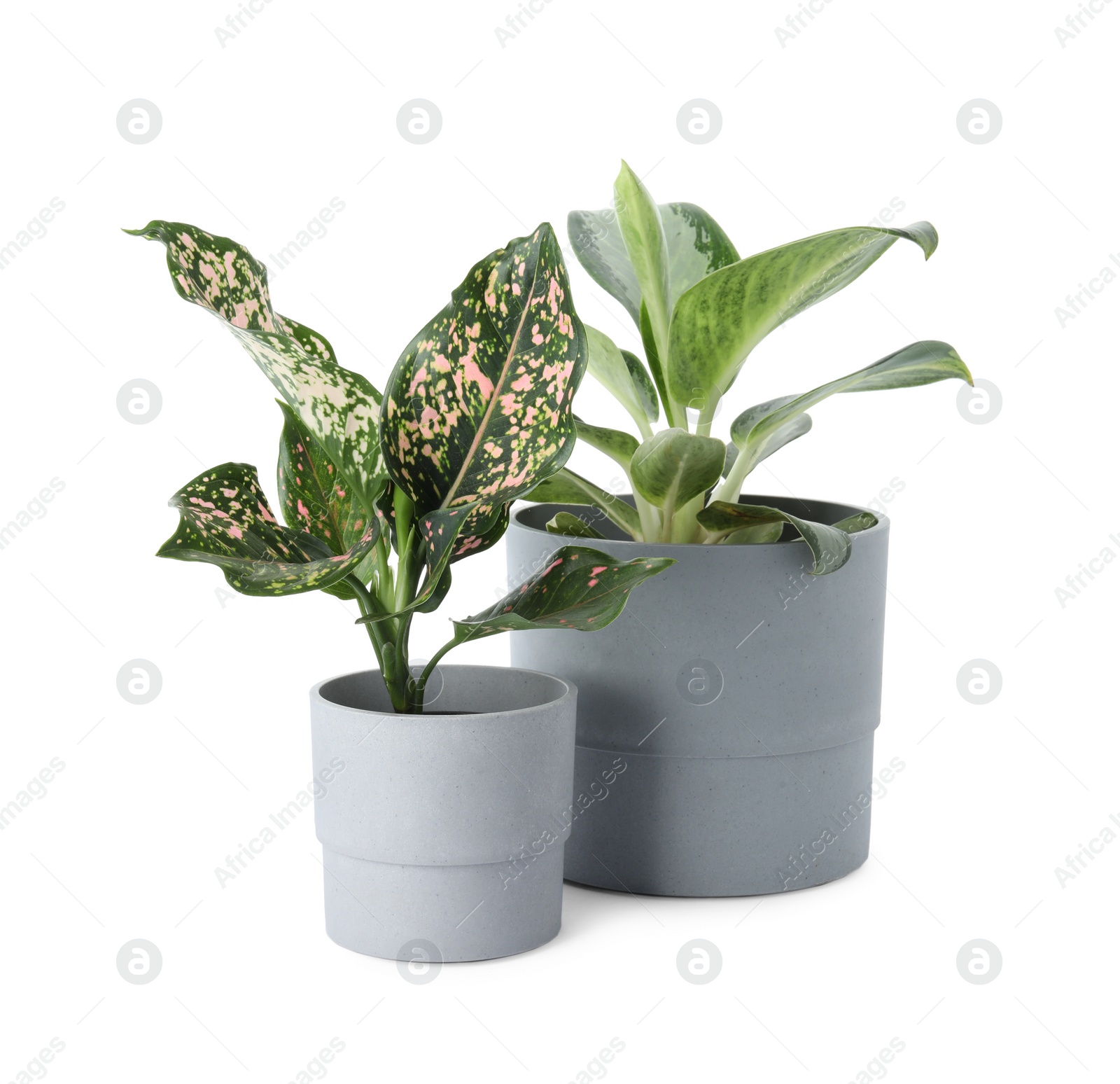 Photo of Beautiful Aglaonema plants in flowerpots isolated on white. House decor