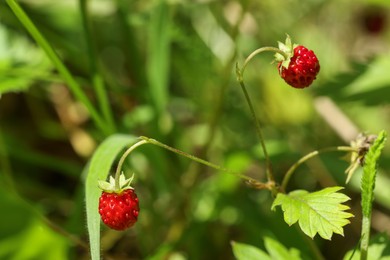 Photo of Small wild strawberries growing outdoors on summer day, closeup