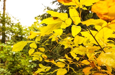 Blurred view of forest on autumn day, focus on tree branches