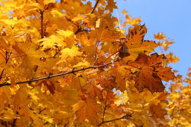 Beautiful tree with orange leaves and blue sky outdoors, low angle view. Autumn season