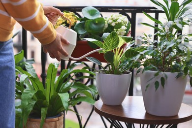 Photo of Woman watering beautiful potted houseplants on balcony, closeup