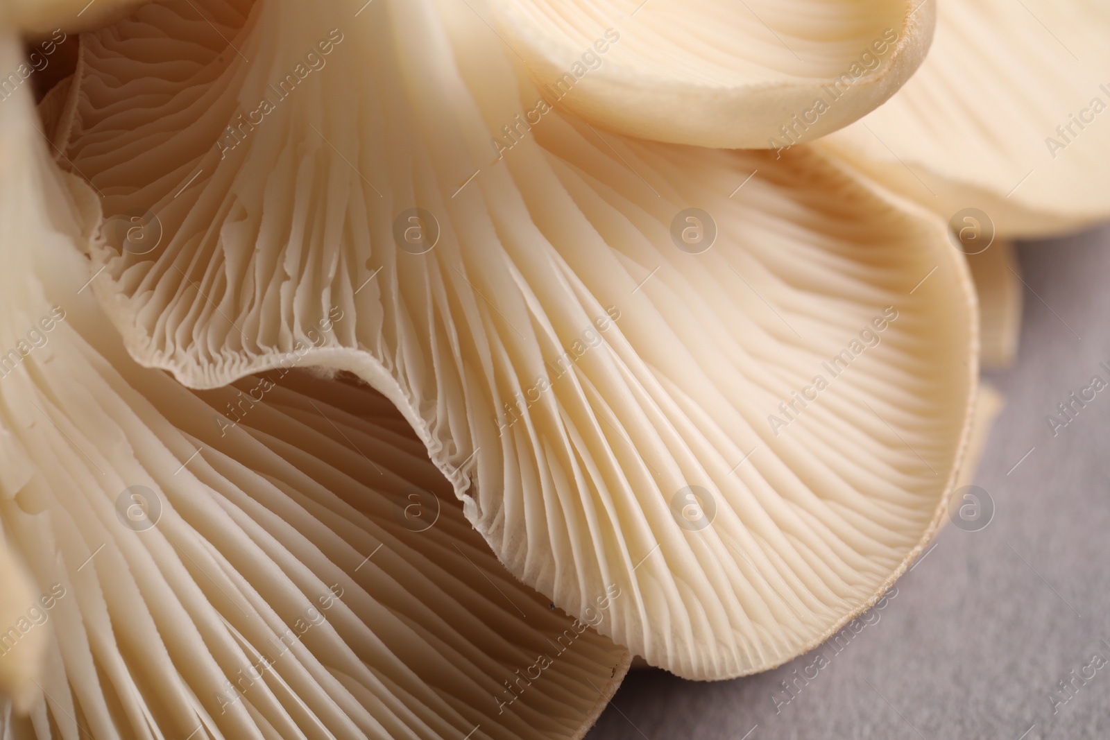 Photo of Fresh oyster mushrooms on grey background, macro view