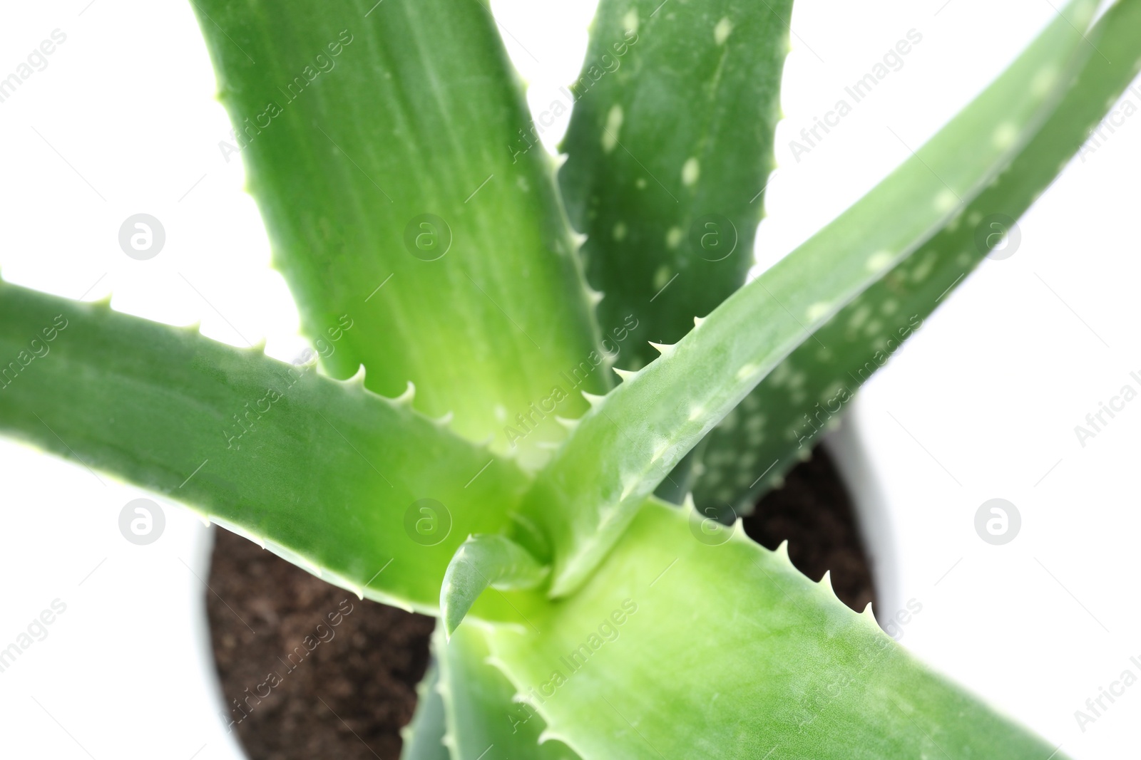 Photo of Flowerpot with aloe vera on white background, closeup