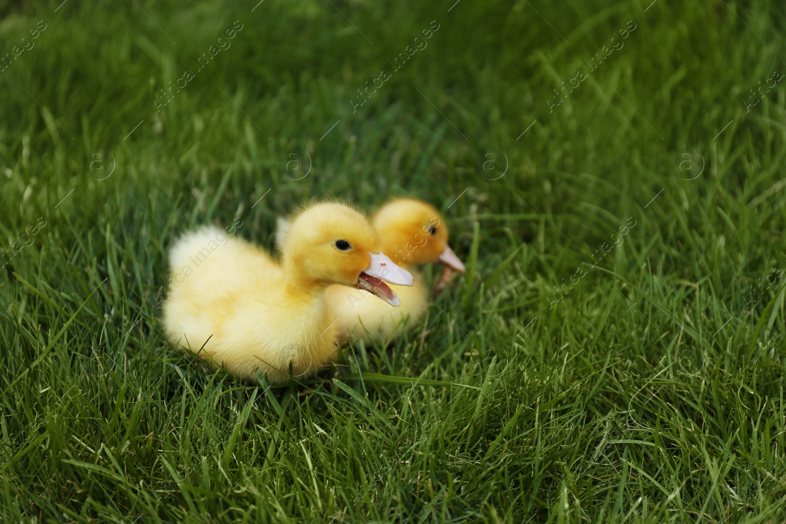 Photo of Cute fluffy goslings on green grass outdoors. Farm animals