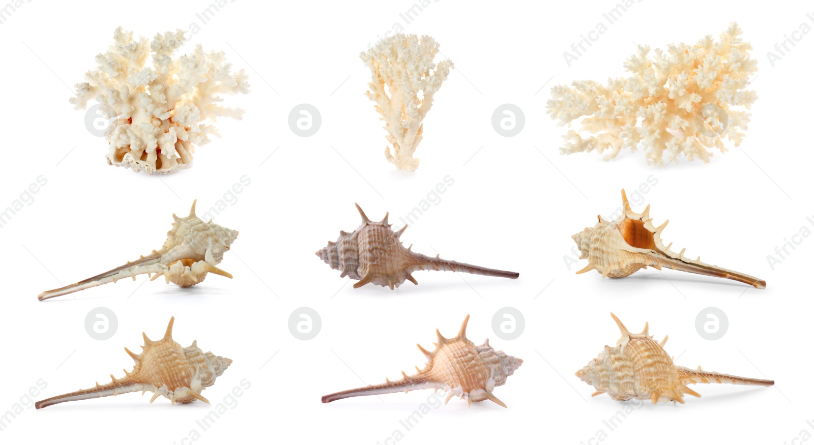 Image of Set of exotic sea shells and dry corals on white background